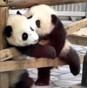 Meet your Posher, Faith